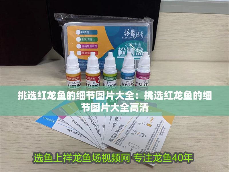 挑選紅龍魚的細節圖片大全：挑選紅龍魚的細節圖片大全高清
