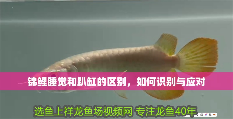 錦鯉睡覺和趴缸的區別，如何識別與應對 錦鯉睡覺和趴缸的區別，如何識別與應對 龍魚百科 第1張