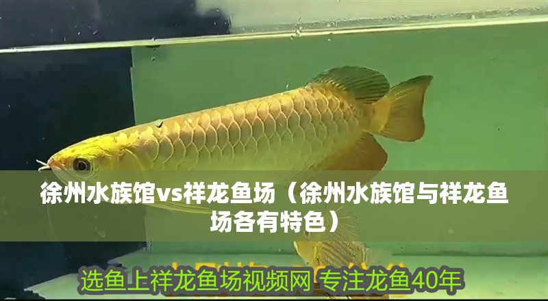 徐州水族館vs祥龍魚場（徐州水族館與祥龍魚場各有特色）