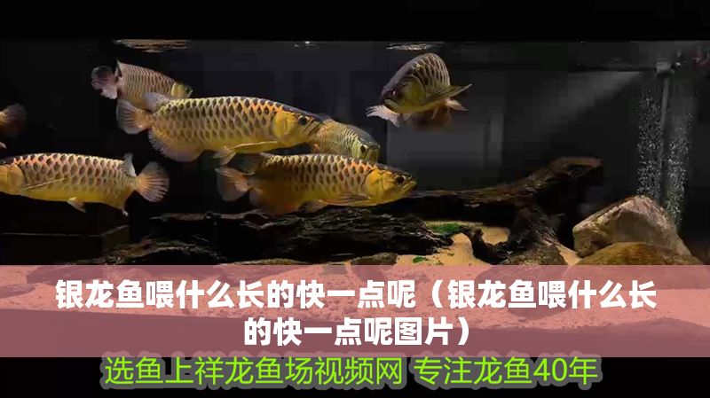 銀龍魚喂什么長的快一點呢（銀龍魚喂什么長的快一點呢圖片）