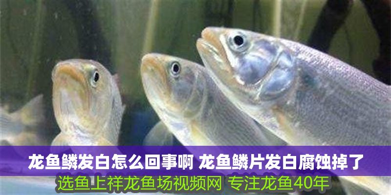 龍魚(yú)鱗發(fā)白怎么回事啊 龍魚(yú)鱗片發(fā)白腐蝕掉了 龍魚(yú)鱗發(fā)白怎么回事啊 龍魚(yú)鱗片發(fā)白腐蝕掉了 龍魚(yú)百科 第1張