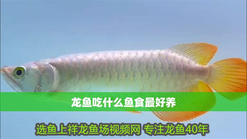 龍魚吃什么魚食最好養