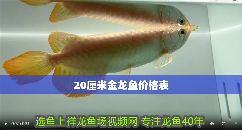 20厘米金龍魚價格表 20厘米金龍魚價格表 龍魚百科 第1張