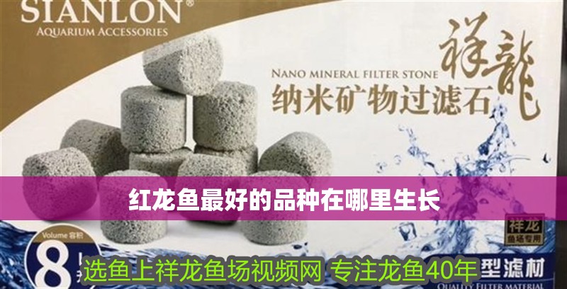 紅龍魚最好的品種在哪里生長(zhǎng)