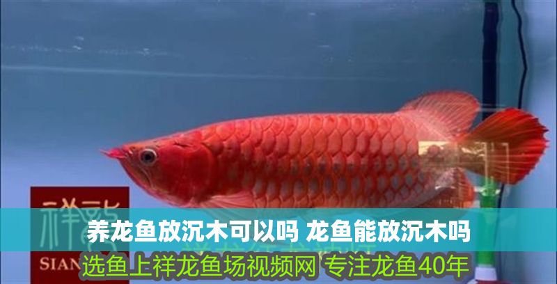養(yǎng)龍魚放沉木可以嗎 龍魚能放沉木嗎