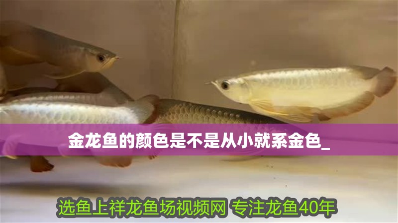 金龍魚的顏色是不是從小就系金色_