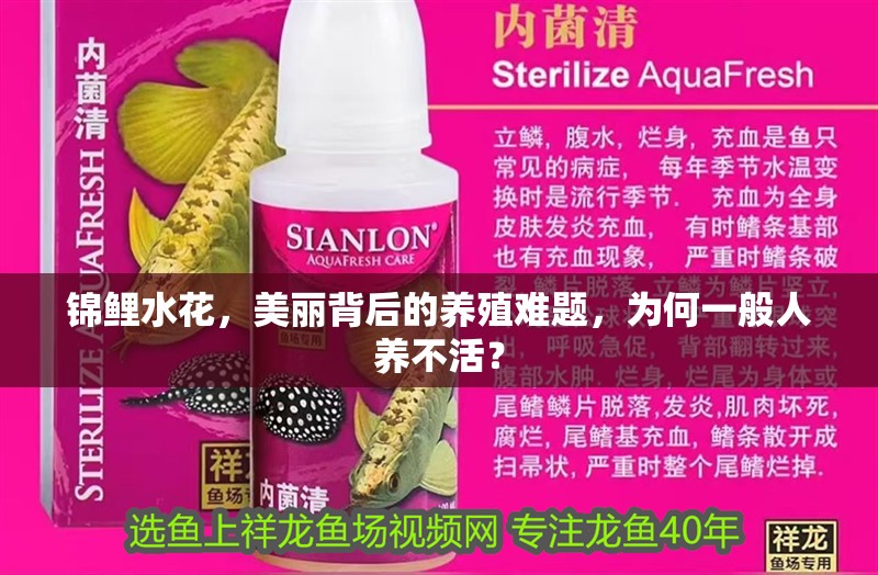 錦鯉水花，美麗背后的養殖難題，為何一般人養不活？ 錦鯉水花，美麗背后的養殖難題，為何一般人養不活？ 龍魚百科 第1張