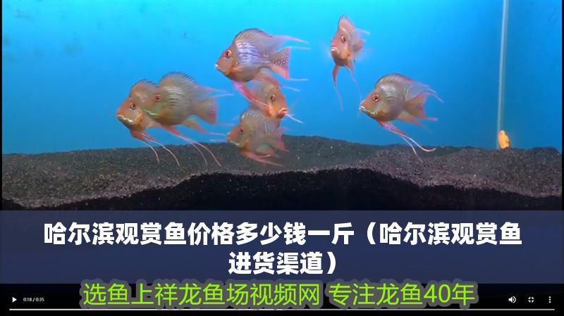哈爾濱觀賞魚價格多少錢一斤（哈爾濱觀賞魚進貨渠道）