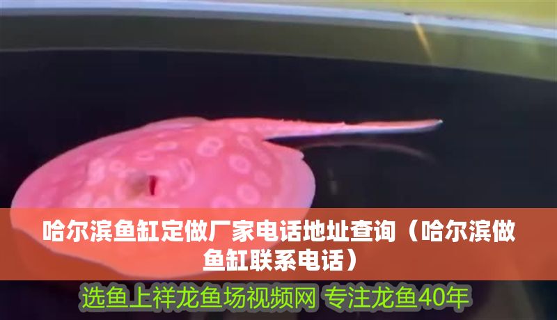 哈爾濱魚缸定做廠家電話地址查詢（哈爾濱做魚缸聯系電話）
