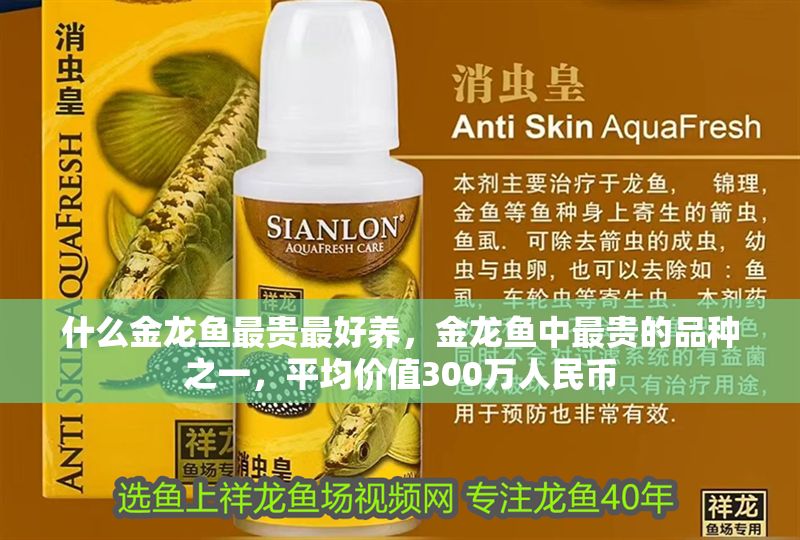 什么金龍魚最貴最好養，金龍魚中最貴的品種之一，平均價值300萬人民幣 什么金龍魚最貴最好養，金龍魚中最貴的品種之一，平均價值300萬人民幣 龍魚百科 第2張