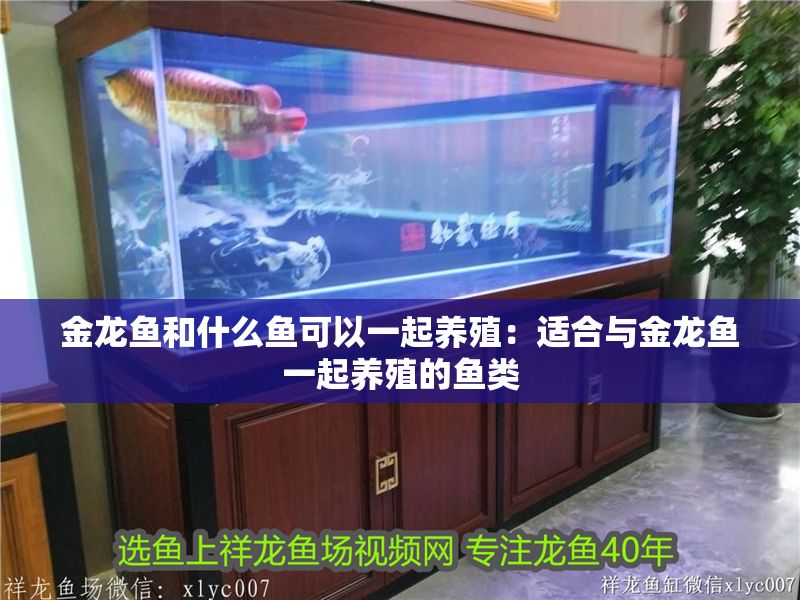 金龍魚和什么魚可以一起養殖：適合與金龍魚一起養殖的魚類