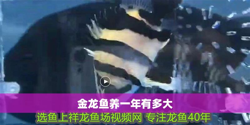 金龍魚養一年有多大 龍魚百科 第2張 金龍魚養一年有多大 金龍魚養一年有多大 龍魚百科 第2張