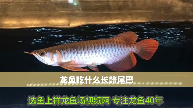 龍魚吃什么長鰭尾巴 龍魚吃什么長鰭尾巴 龍魚百科 第2張