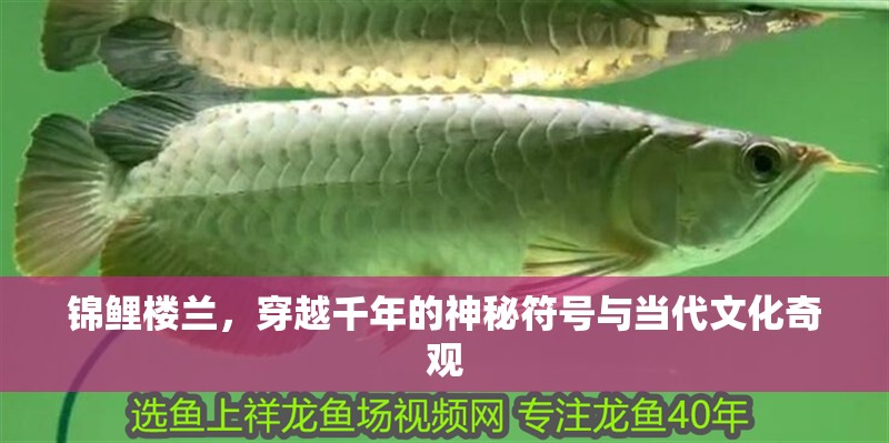 錦鯉樓蘭，穿越千年的神秘符號與當(dāng)代文化奇觀