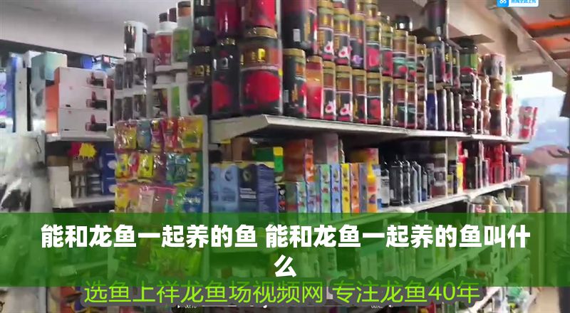 能和龍魚一起養的魚 能和龍魚一起養的魚叫什么 能和龍魚一起養的魚 能和龍魚一起養的魚叫什么 龍魚百科 第1張