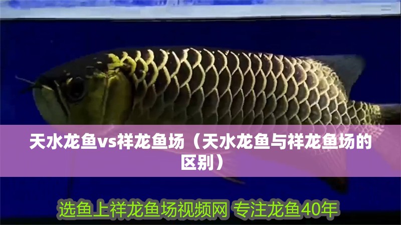 天水龍魚vs祥龍魚場（天水龍魚與祥龍魚場的區(qū)別） 天水龍魚vs祥龍魚場（天水龍魚與祥龍魚場的區(qū)別） 全國水族館企業(yè)名錄 第1張