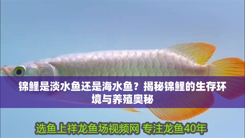 錦鯉是淡水魚還是海水魚？揭秘錦鯉的生存環(huán)境與養(yǎng)殖奧秘