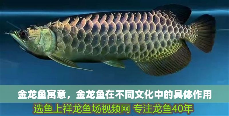 金龍魚寓意，金龍魚在不同文化中的具體作用