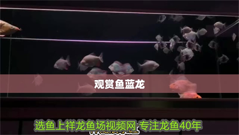 觀賞魚藍(lán)龍 觀賞魚藍(lán)龍 龍魚百科 第1張