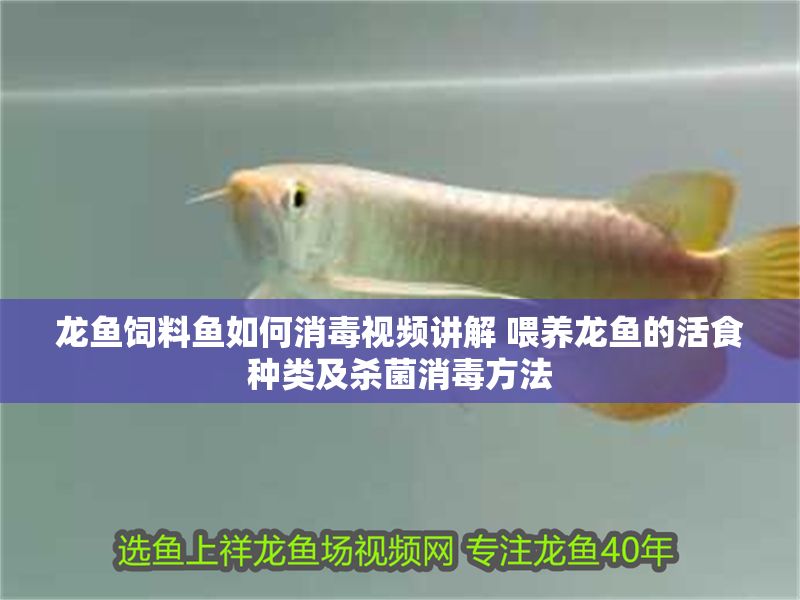 龍魚飼料魚如何消毒視頻講解 喂養龍魚的活食種類及殺菌消毒方法