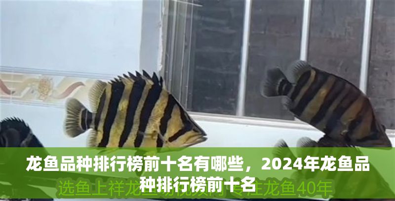 龍魚品種排行榜前十名有哪些，2024年龍魚品種排行榜前十名