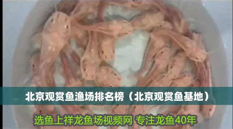 北京觀賞魚(yú)漁場(chǎng)排名榜（北京觀賞魚(yú)基地）