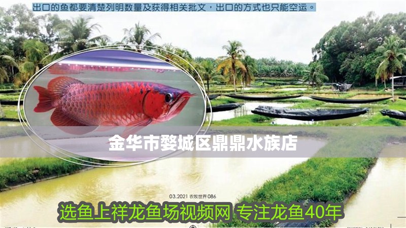 金華市婺城區鼎鼎水族店