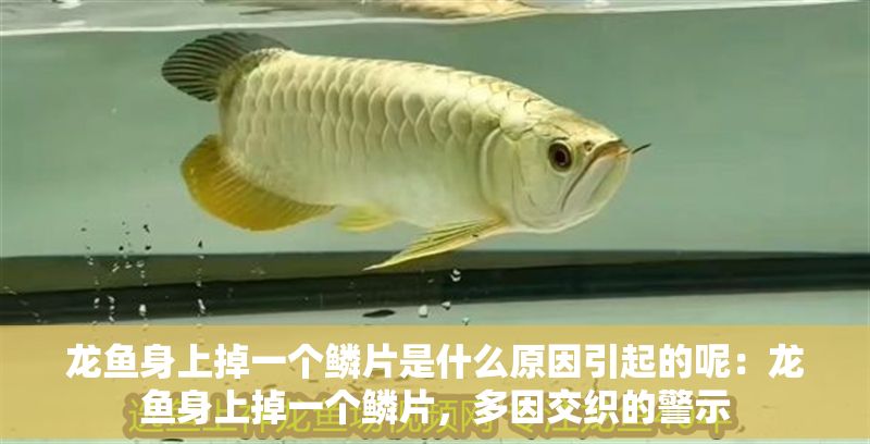龍魚身上掉一個鱗片是什么原因引起的呢：龍魚身上掉一個鱗片，多因交織的警示