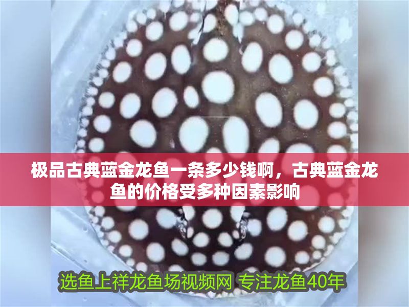 極品古典藍金龍魚一條多少錢啊，古典藍金龍魚的價格受多種因素影響