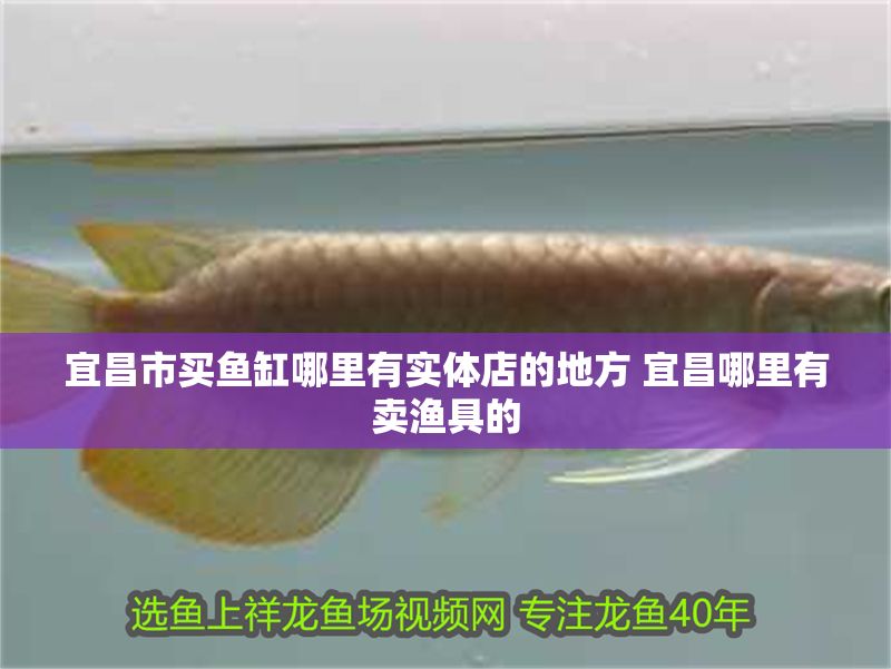 宜昌市買魚缸哪里有實體店的地方 宜昌哪里有賣漁具的 宜昌市買魚缸哪里有實體店的地方 宜昌哪里有賣漁具的 龍魚百科 第1張