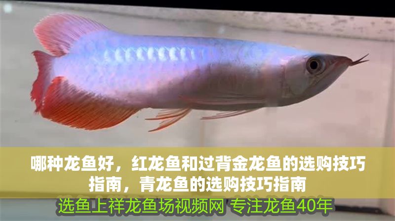 哪種龍魚好，紅龍魚和過背金龍魚的選購技巧指南，青龍魚的選購技巧指南