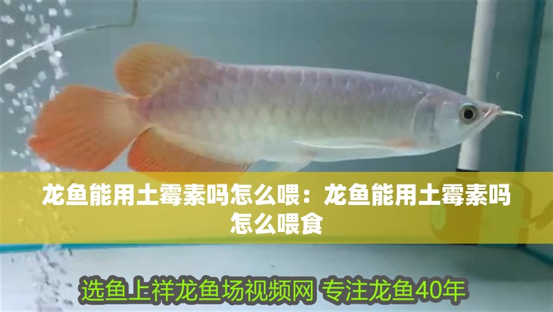 龍魚能用土霉素嗎怎么喂：龍魚能用土霉素嗎怎么喂食 龍魚能用土霉素嗎怎么喂：龍魚能用土霉素嗎怎么喂食 水族問答
