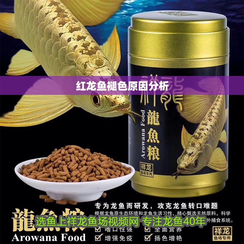 紅龍魚褪色原因分析 紅龍魚褪色原因分析 龍魚百科 第1張