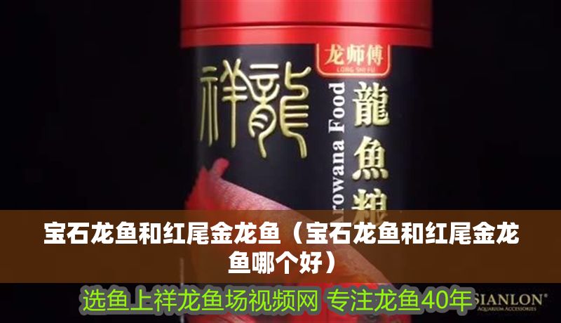 寶石龍魚和紅尾金龍魚（寶石龍魚和紅尾金龍魚哪個好）