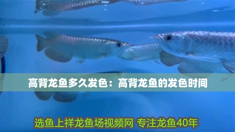 高背龍魚多久發色：高背龍魚的發色時間