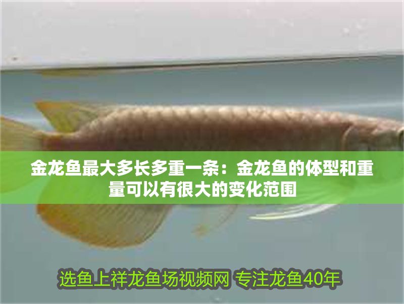 金龍魚最大多長多重一條：金龍魚的體型和重量可以有很大的變化范圍