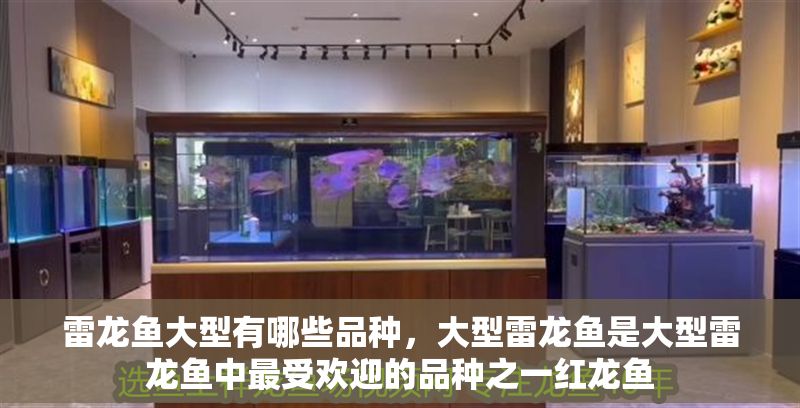 雷龍魚大型有哪些品種，大型雷龍魚是大型雷龍魚中最受歡迎的品種之一紅龍魚