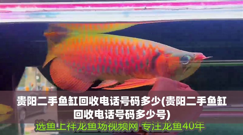 貴陽二手魚缸回收電話號碼多少(貴陽二手魚缸回收電話號碼多少號)