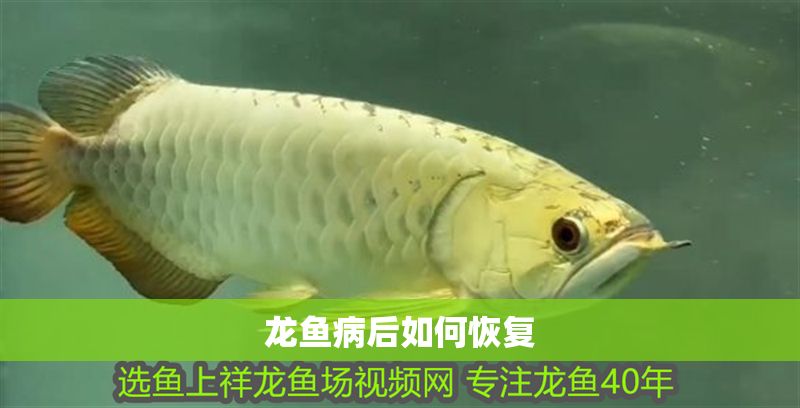龍魚病后如何恢復(fù) 龍魚病后如何恢復(fù) 龍魚百科 第2張