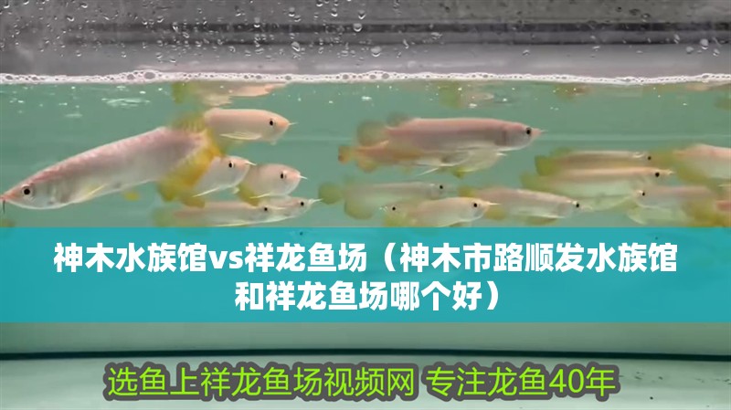 <strong><mark>神木</mark></strong>水族館vs祥龍魚(yú)場(chǎng)（<strong><mark>神木</mark></strong>市路順發(fā)水族館和祥龍魚(yú)場(chǎng)哪個(gè)好）