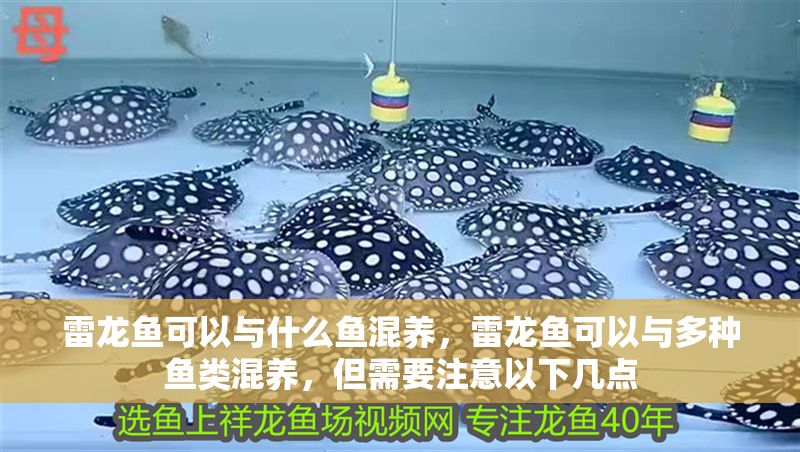 雷龍魚可以與什么魚混養,雷龍魚可以與多種魚類混養,但需要注意以下幾點 龍魚百科 第2張 雷龍魚可以與什么魚混養,雷龍魚可以與多種魚類混養,但需要注意以下幾點 雷龍魚可以與什么魚混養,雷龍魚可以與多種魚類混養,但需要注意以下幾點 龍魚百科 第2張