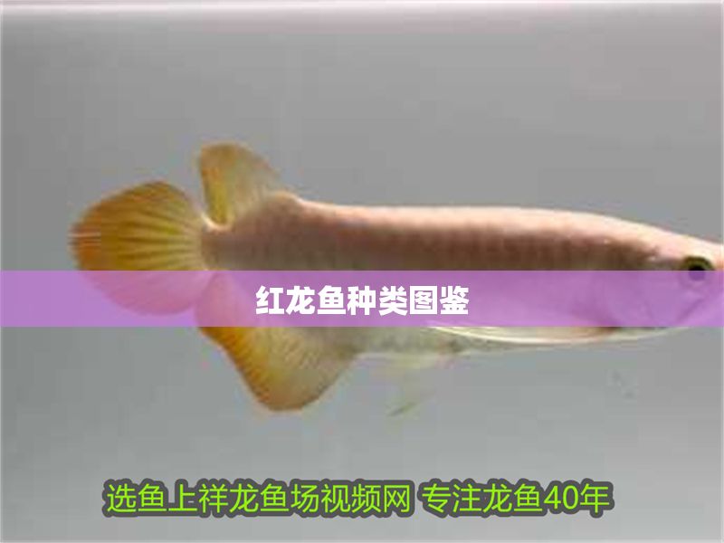 紅龍魚(yú)種類圖鑒