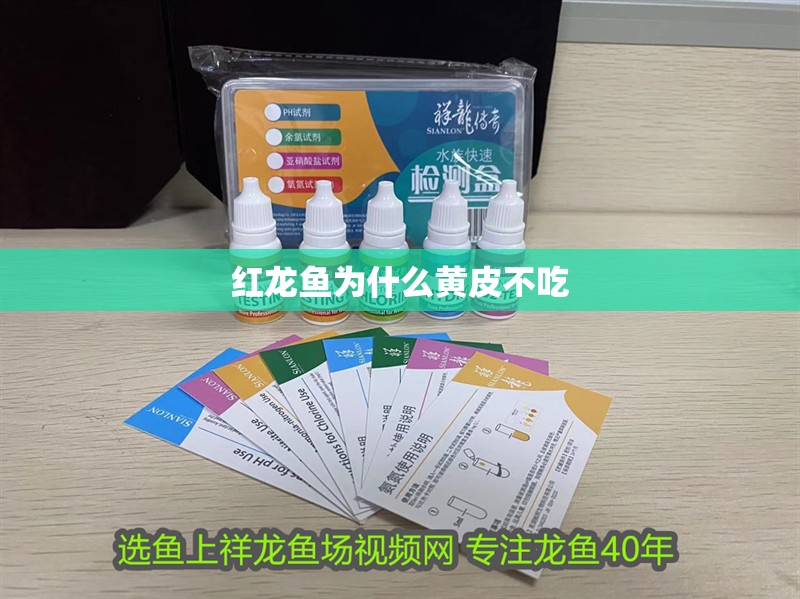 紅龍魚為什么黃皮不吃