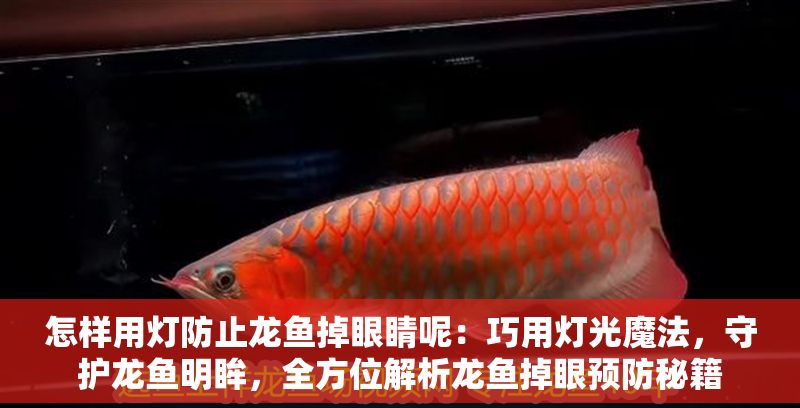 怎樣用燈防止龍魚(yú)掉眼睛呢：巧用燈光魔法，守護(hù)龍魚(yú)明眸，全方位解析龍魚(yú)掉眼預(yù)防秘籍