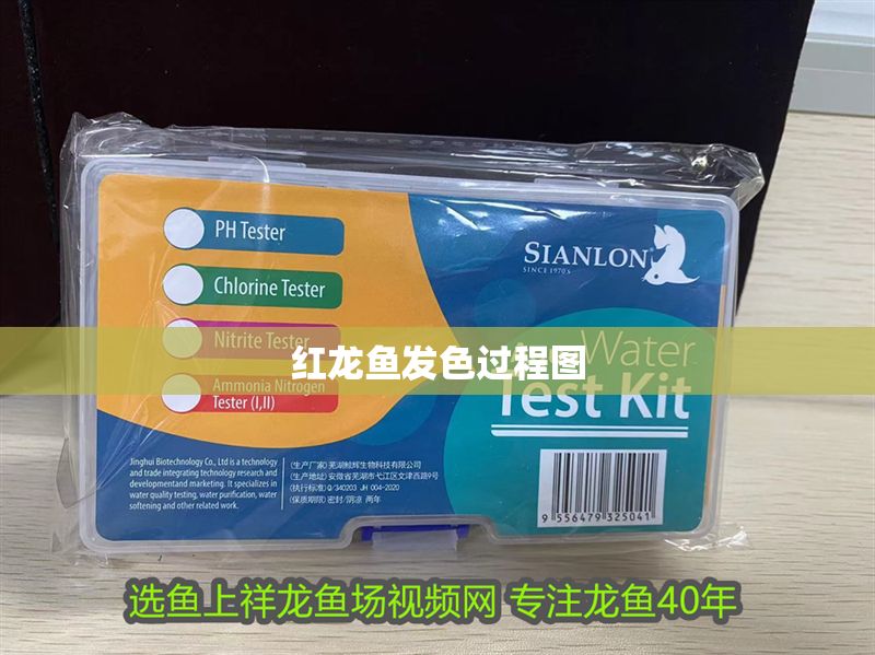 紅龍魚發色過程圖