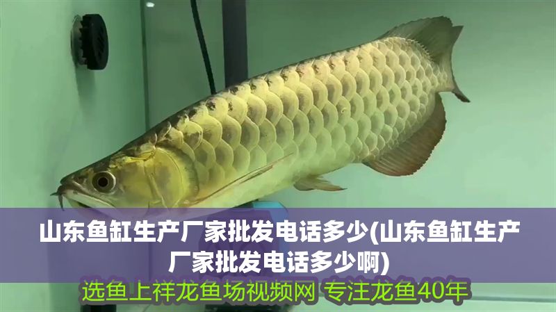 山東魚缸生產(chǎn)廠家批發(fā)電話多少(山東魚缸生產(chǎn)廠家批發(fā)電話多少啊) 山東魚缸生產(chǎn)廠家批發(fā)電話多少(山東魚缸生產(chǎn)廠家批發(fā)電話多少啊) 龍魚百科 第1張