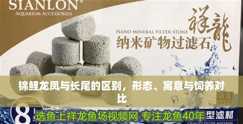 錦鯉龍鳳與長尾的區(qū)別，形態(tài)、寓意與飼養(yǎng)對比