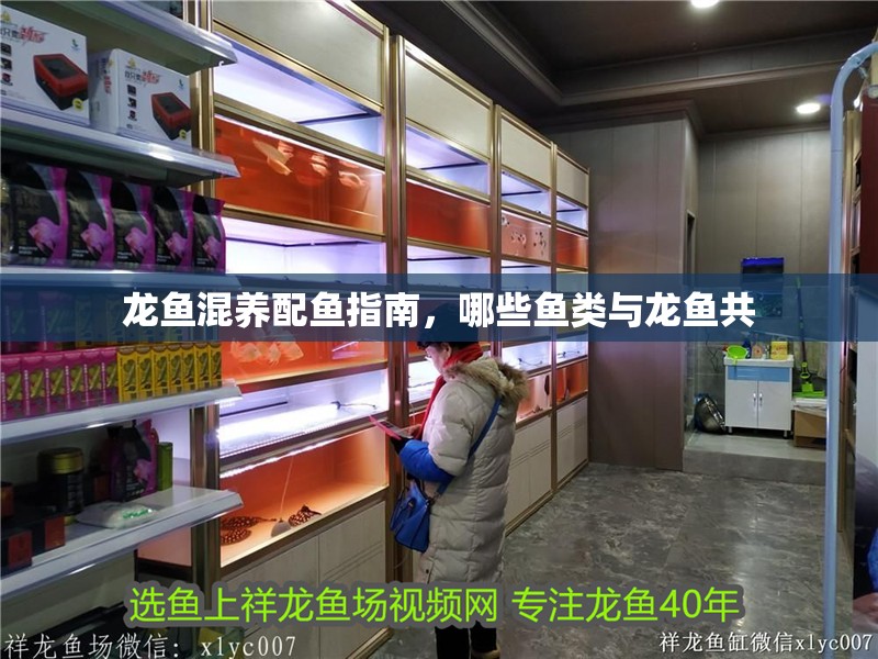 龍魚混養(yǎng)配魚指南，哪些魚類與龍魚共