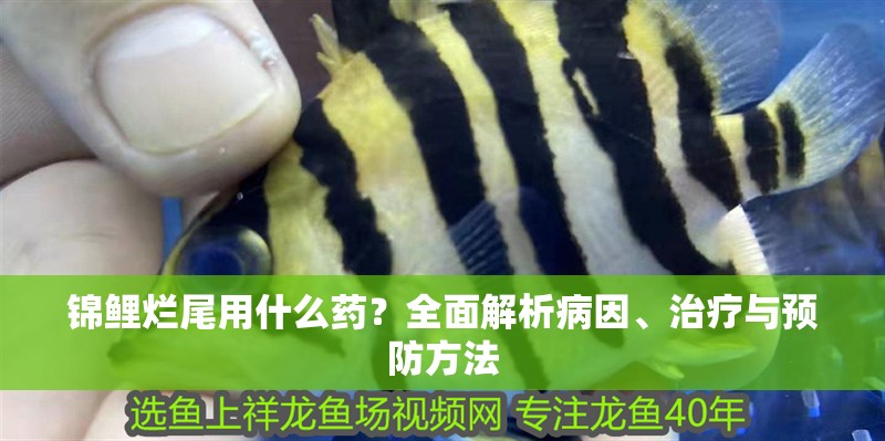 錦鯉爛尾用什么藥？全面解析病因、治療與預防方法