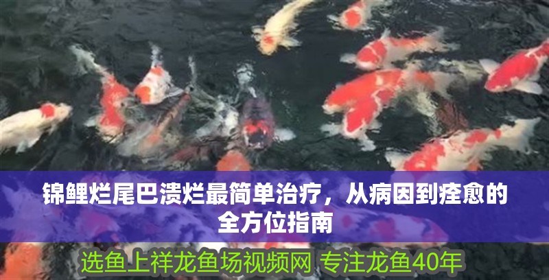 錦鯉爛尾巴潰爛最簡單治療，從病因到痊愈的全方位指南